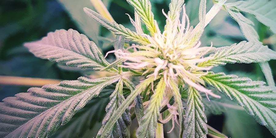 Ostateczna odmiana bogata w CBD: CBD Fix Auto Ostateczna odmiana bogata w CBD: CBD Fix Auto