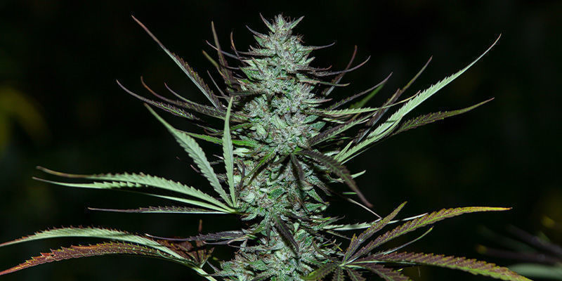 Love Peace od VIP Seeds: serowy rarytas