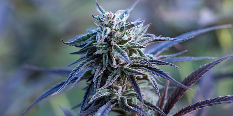 Passion Fruitz od Zamnesia Seeds: Tropikalny romans