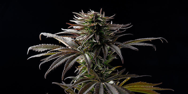 Sugar Black Rose od Delicious Seeds: Powiedz to kwiatami!