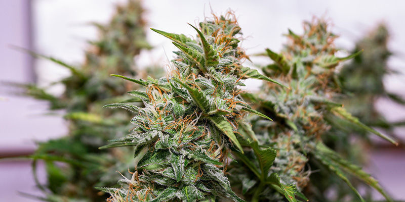 Wedding Cake by Zamnesia Seeds: Will Keep You Happy For Many Evenings To Come