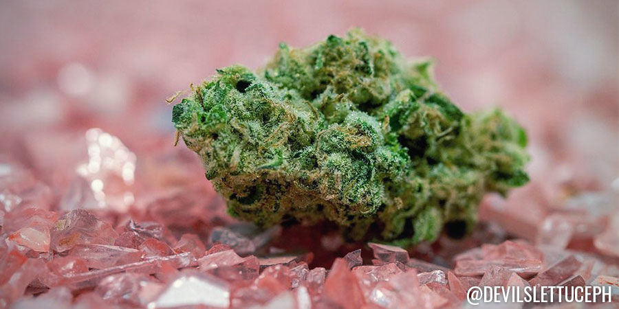 Devil’s Lettuce Photography Devil’s Lettuce Photography - Instagram