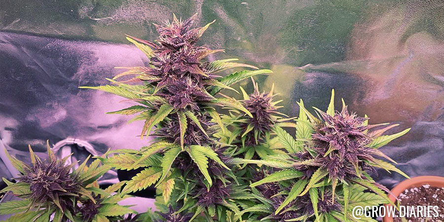 Grow Diaries Grow Diaries - Instagram