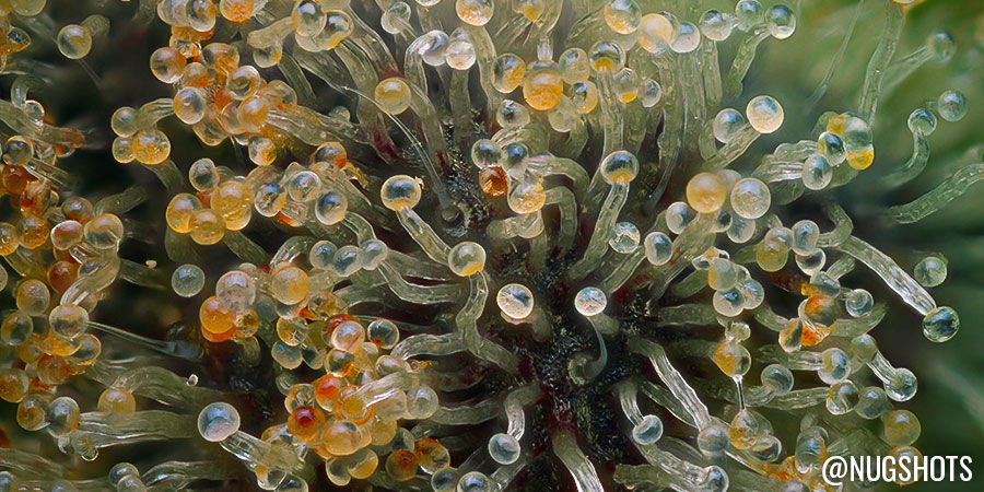 Nugshots Nugshots - Instagram