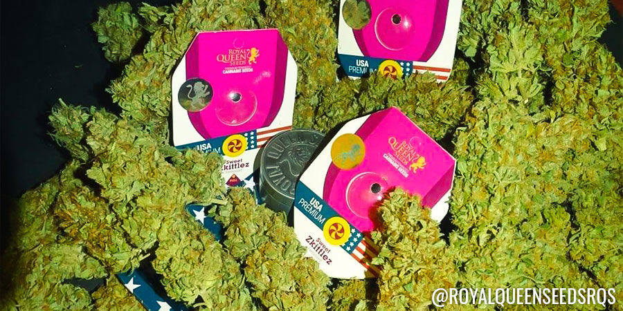 Royal Queen Seeds Royal Queen Seeds - Instagram