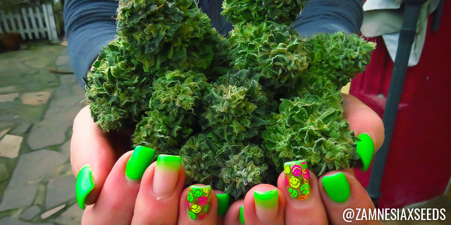 Zamnesia Zamnesia - Instagram