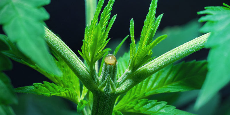 Przycinanie i trening dla wyższych plonów