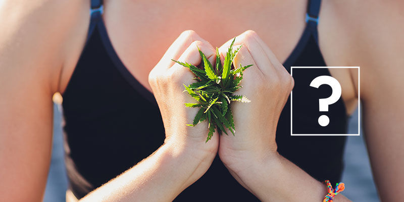 Marihuana i odchudzanie: czy to naprawdę działa? Marihuana i odchudzanie: czy to naprawdę działa?