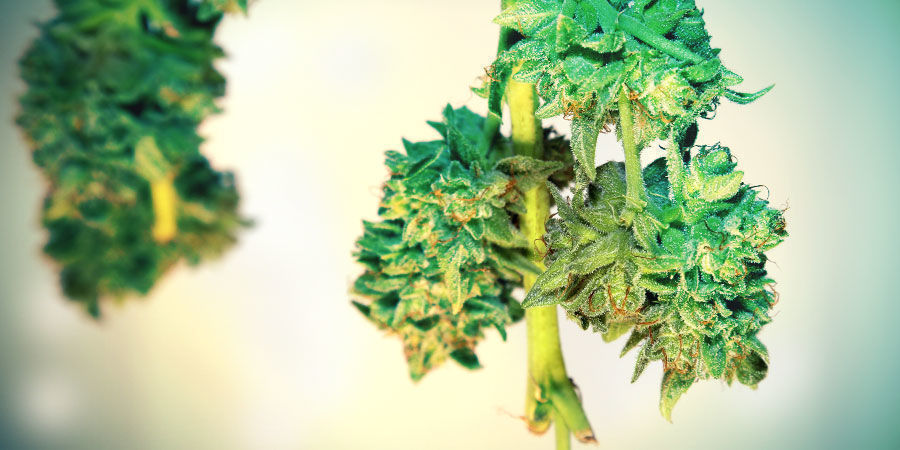 Suszenie zbiorów Suszenie zbiorów