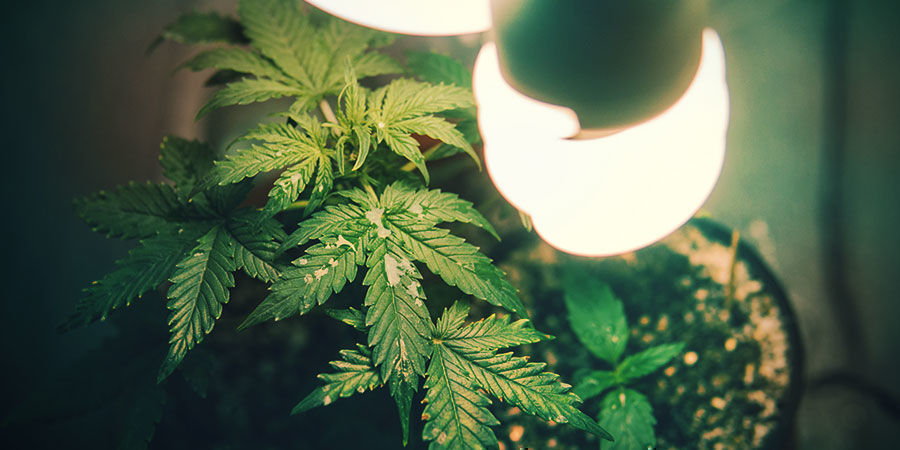 How Light Spectrum Affects Plant Stretch How Light Spectrum Affects Plant Stretch