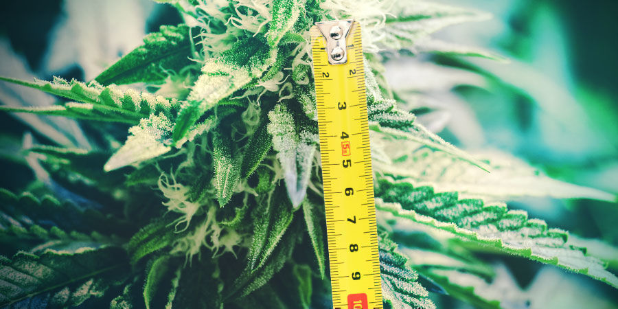 Plant Height Plant Height