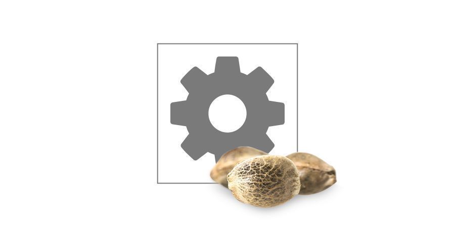 Top 10 nasion automatycznie kwitnących