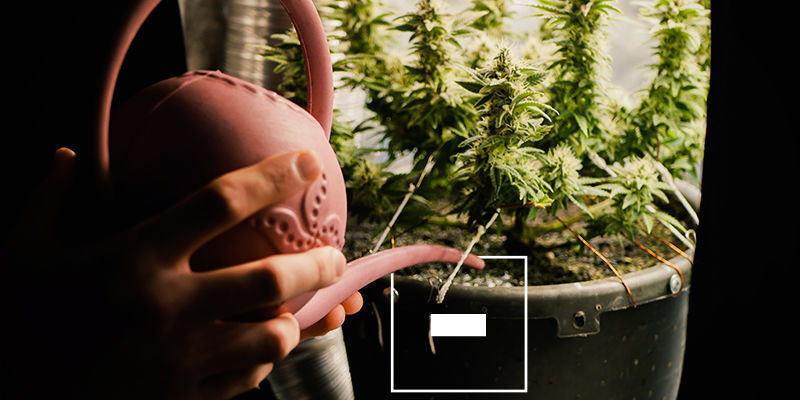 Cyrkulacja a system odprowadzania pożywki: jakie są wady?