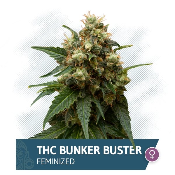 THC Bunker Buster (Zamnesia Seeds) feminizowane