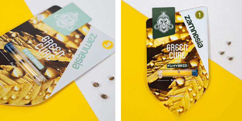 Green Cure CBD F1 Automatic by Zamnesia Seeds Green Cure CBD F1 Automatic by Zamnesia Seeds