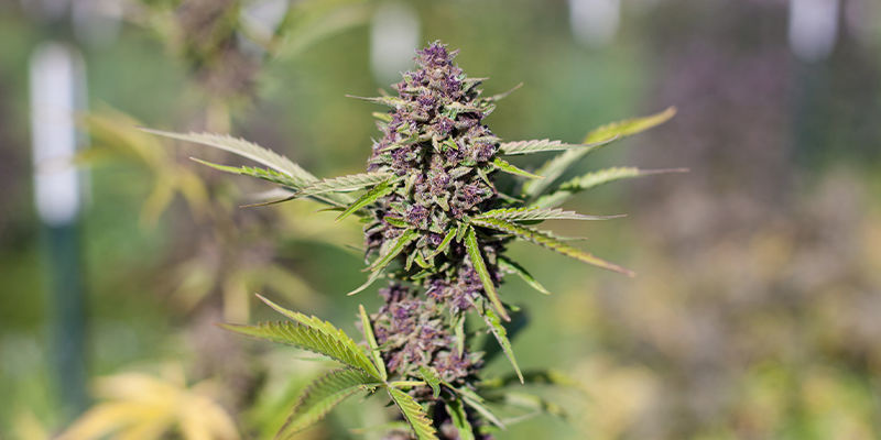 Sweet Pure Auto CBD by Sweet Seeds Sweet Pure Auto CBD by Sweet Seeds