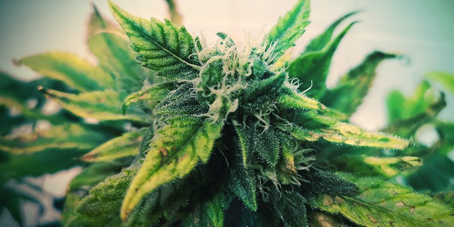 Jak Kalini Asia będzie rosła w twoim ogrodzie?