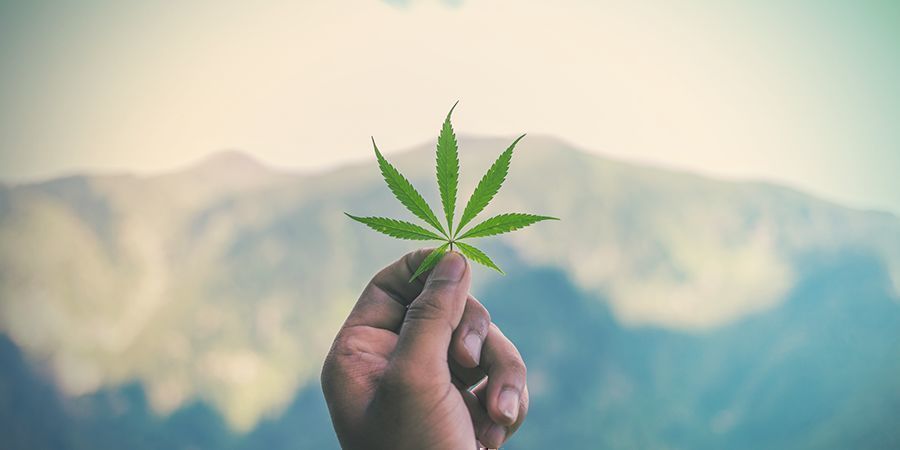 Kalini Asia, kwiat z gór Kusz