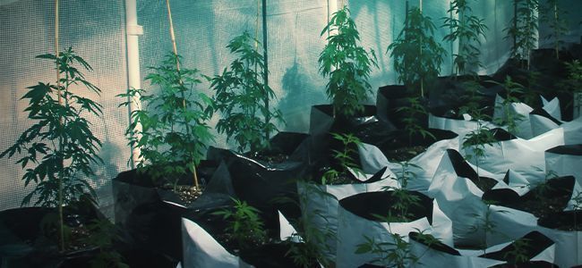 CO TAKIEGO MĄDREGO JEST W DONICY SMART POT?