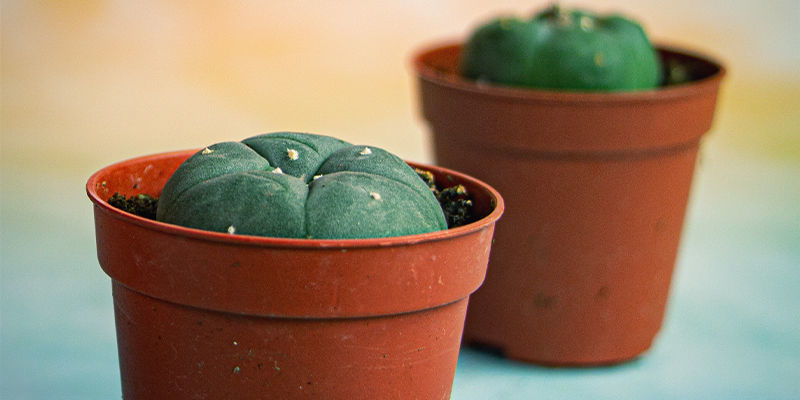 PEJOTL (LOPHOPHORA WILLIAMSII)