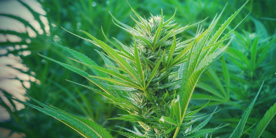 Wszystko o Girl Scout Cookies Auto WSZYSTKO O GIRL SCOUT COOKIES AUTO