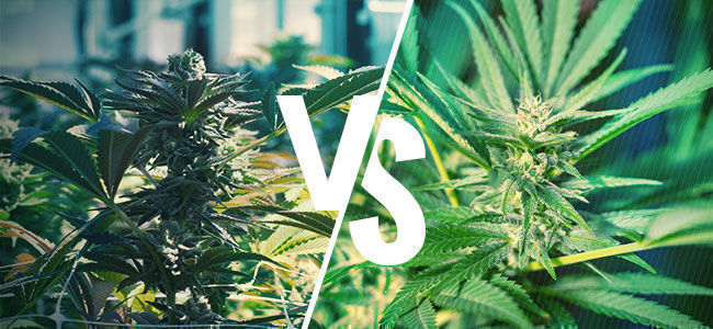 Zalety i wady w porównaniu z wersją fotoperiodyczną ZALETY I WADY W PORÓWNANIU Z WERSJĄ FOTOPERIODYCZNĄ