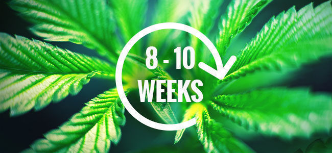 Cechy uprawy Girl Scout Cookies Auto GROWING TRAITS OF GIRL SCOUT COOKIES AUTO