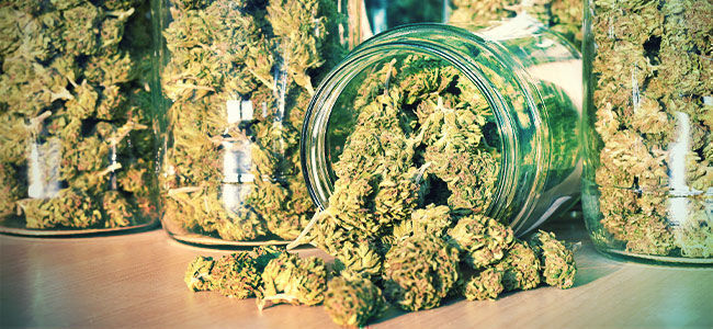 Who Is This Girl Scout Cookies Auto For? WHO IS THIS GIRL SCOUT COOKIES AUTO FOR?