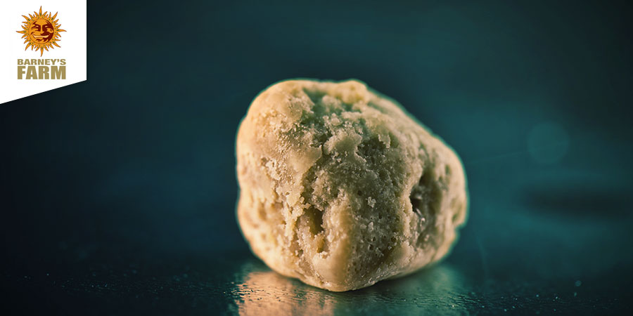 Najlepszy haszysz – Barney's Coffeeshop Amsterdam