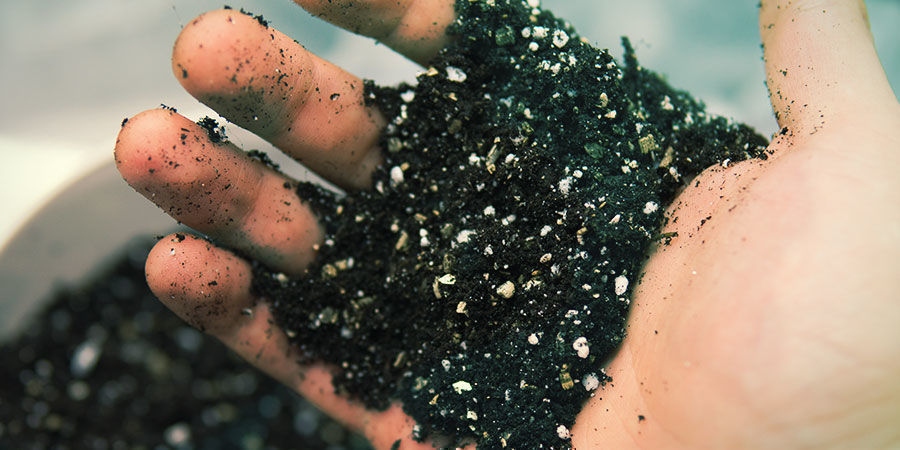 Przygotuj żyzne, dobrze przepuszczalne podłoże - Banisteriopsis Caapi