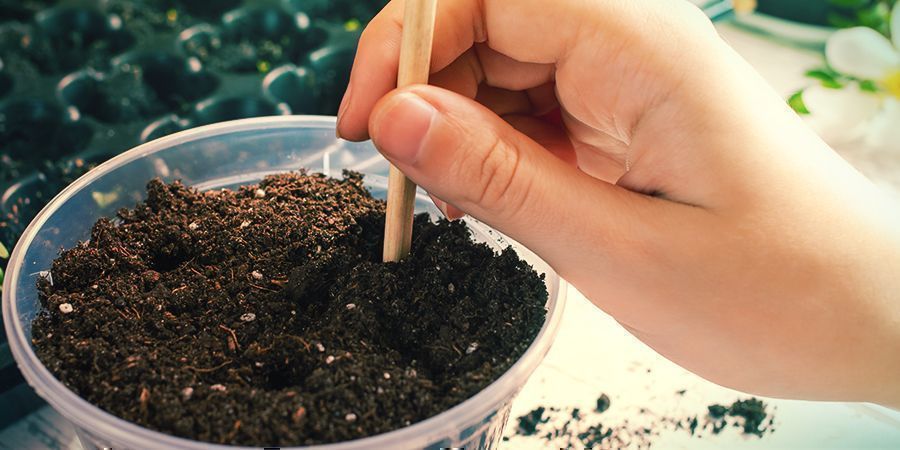 Przesadzanie i dalsza pielęgnacja – Banisteriopsis caapi