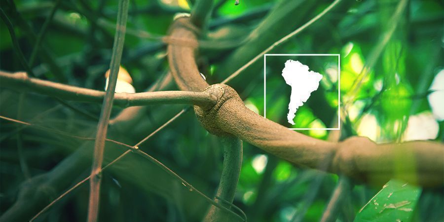 Czym jest Banisteriopsis caapi i dlaczego warto ją samemu uprawiać?