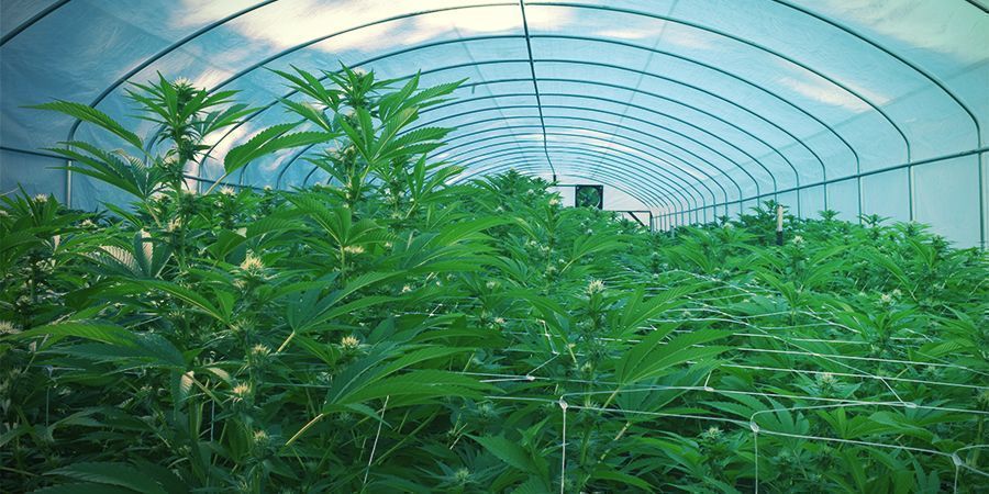 Na zewnątrz Na zewnątrz - Ciągłe zbiory marihuany