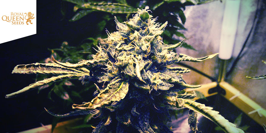 CRITICAL KUSH (ROYAL QUEEN SEEDS): POJEDYNEK TYTANÓW