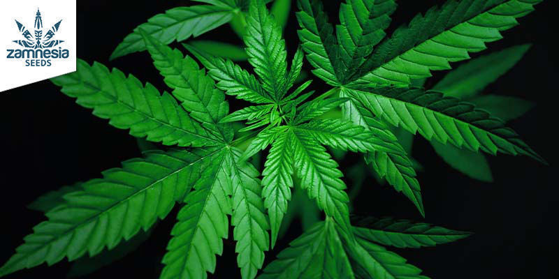 AK-420 (Zamnesia Seeds) Feminizowane