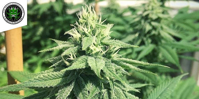 Casey Jones (Devil's Harvest Seeds) feminizowane