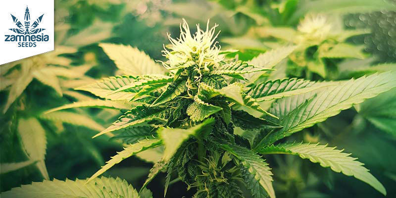 OG Kush (Zamnesia Seeds) feminized