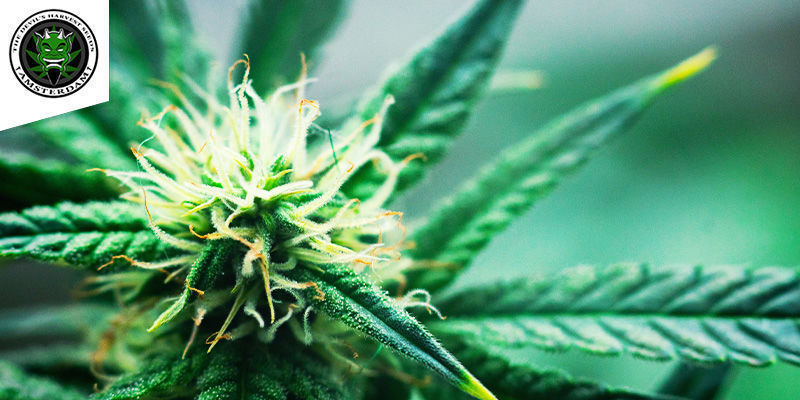 Strawberry Sour Diesel (Devil's Harvest) feminizowane