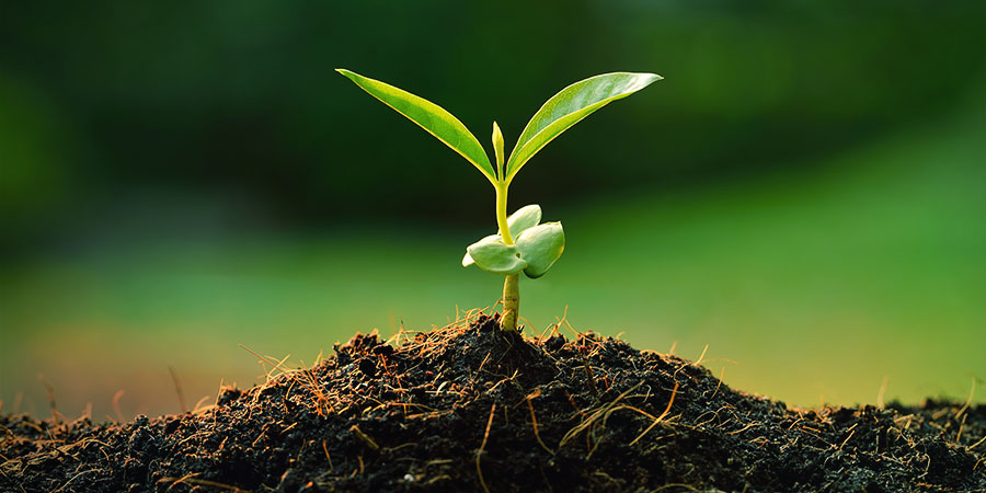 Cytokininy (zeatyna) Cannabis