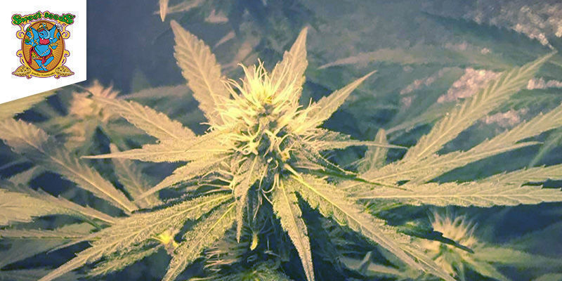 Deep Mandarin (Sweet Seeds) Deep Mandarin (Sweet Seeds)