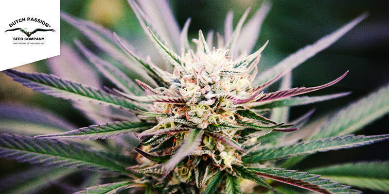 Compassion (Dutch Passion) Compassion (Dutch Passion)