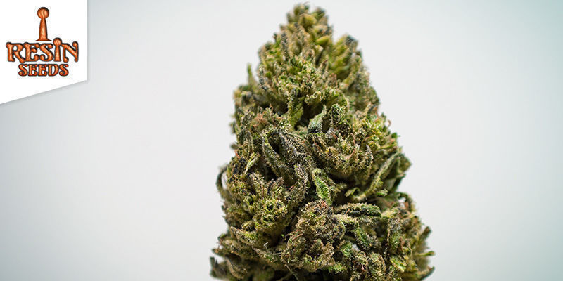 Cannatonic (Resin Seeds) Cannatonic (Resin Seeds)