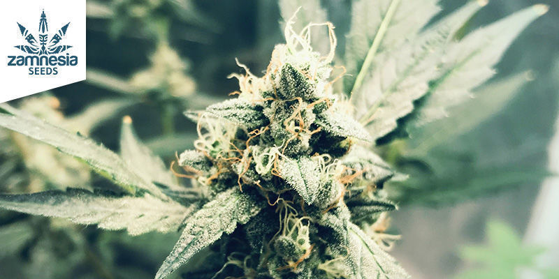 Sticky Beast (Zamnesia Seeds) Sticky Beast (Zamnesia Seeds)