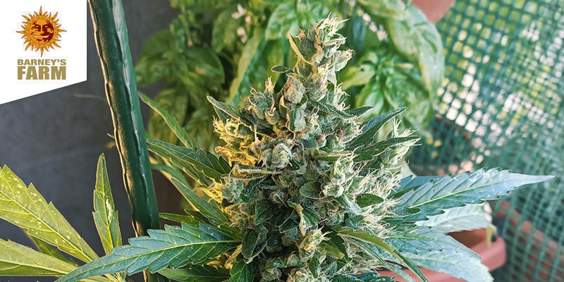 Sin Tra Bajo (Barney's Farm) Sin Tra Bajo (Barney's Farm)