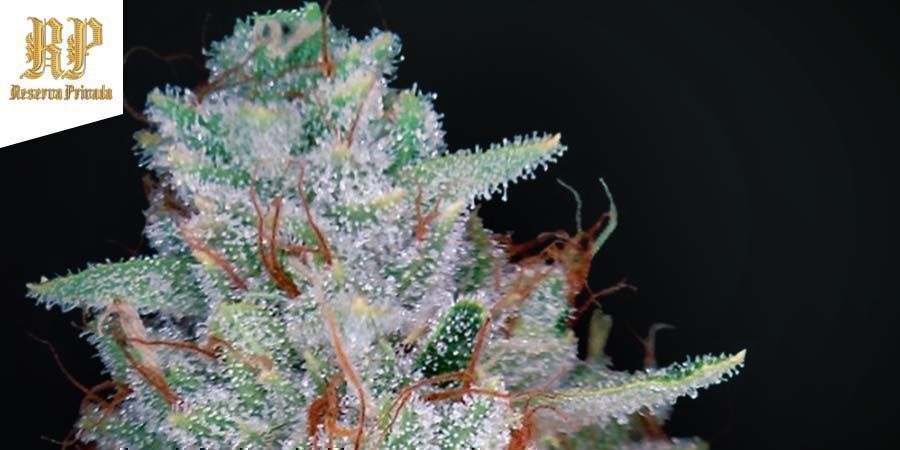 Skywalker Kush (Reserva Privada)