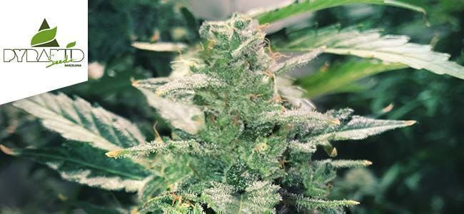 Auto Anesthesia (Pyramid Seeds) Auto Anesthesia (Pyramid Seeds)