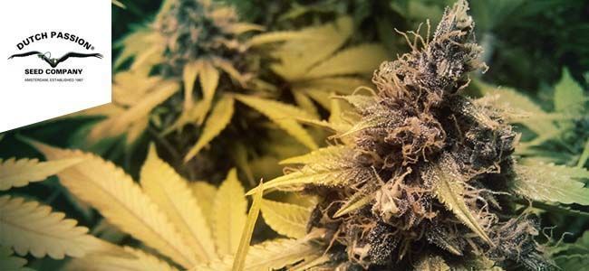 Auto Blackberry Kush (Dutch Passion) Auto Blackberry Kush (Dutch Passion)