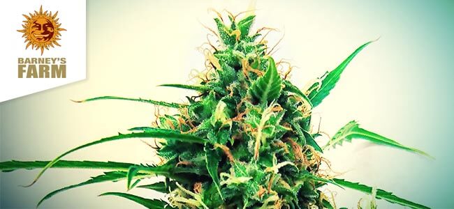 Critical Kush Auto (Barney’s Farm) Critical Kush Auto (Barney’s Farm)