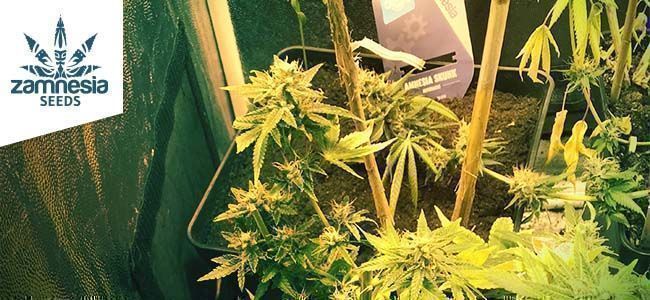 Fast Caramel (Zamnesia Seeds) Fast Caramel (Zamnesia Seeds)