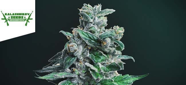 Moscow Blueberry Kush (Kalashnikov Seeds) Moscow Blueberry Kush (Kalashnikov Seeds)